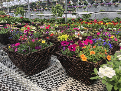 Mixed Woven Baskets